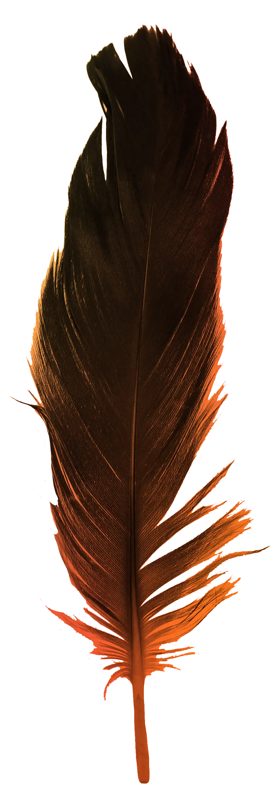 A single dark brown feather with orange highlights and a slightly frayed tip on a white background.