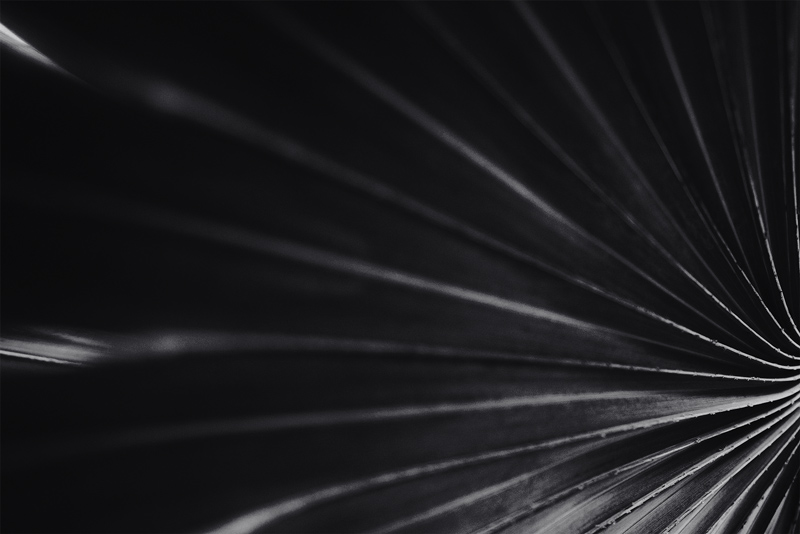 Close-up of dark, ribbed leaf veins radiating from a single point on the right side.