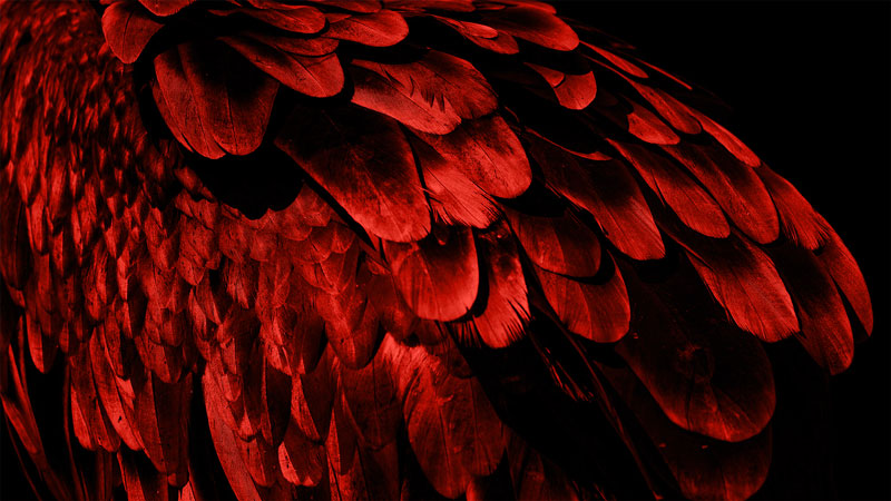 Close-up of bird feathers with an orange tint on a black background.