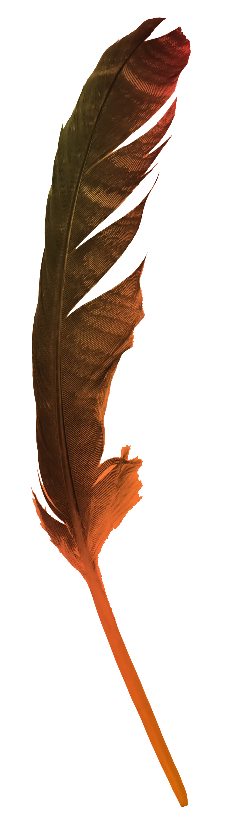 Single brown and orange feather with some jagged edges isolated on white background.