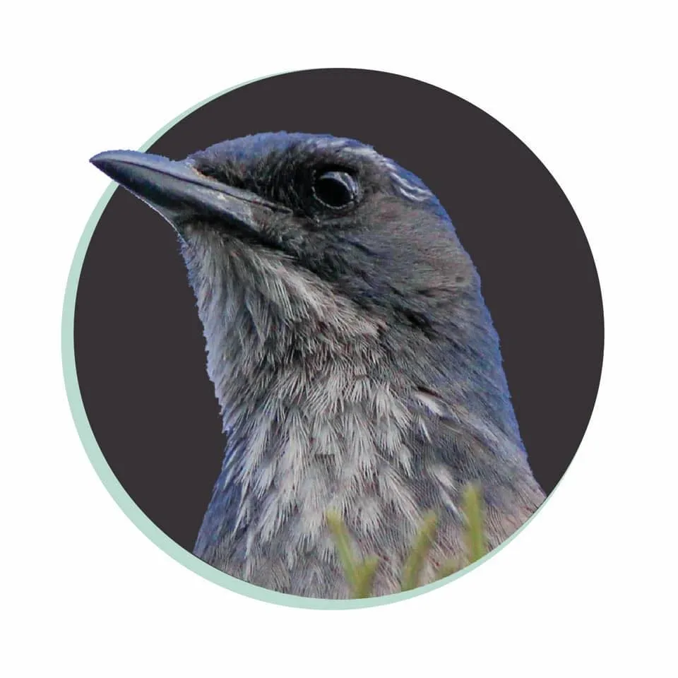 Treebird Branding Logo