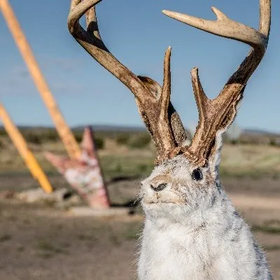 Jackalope Creative Logo