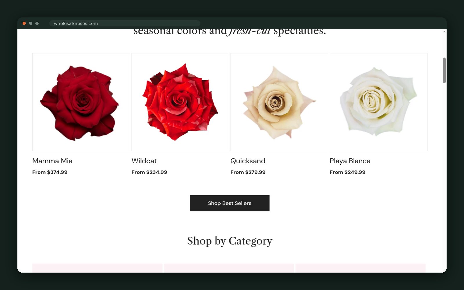 Latest rose varieties row with bulk pricing