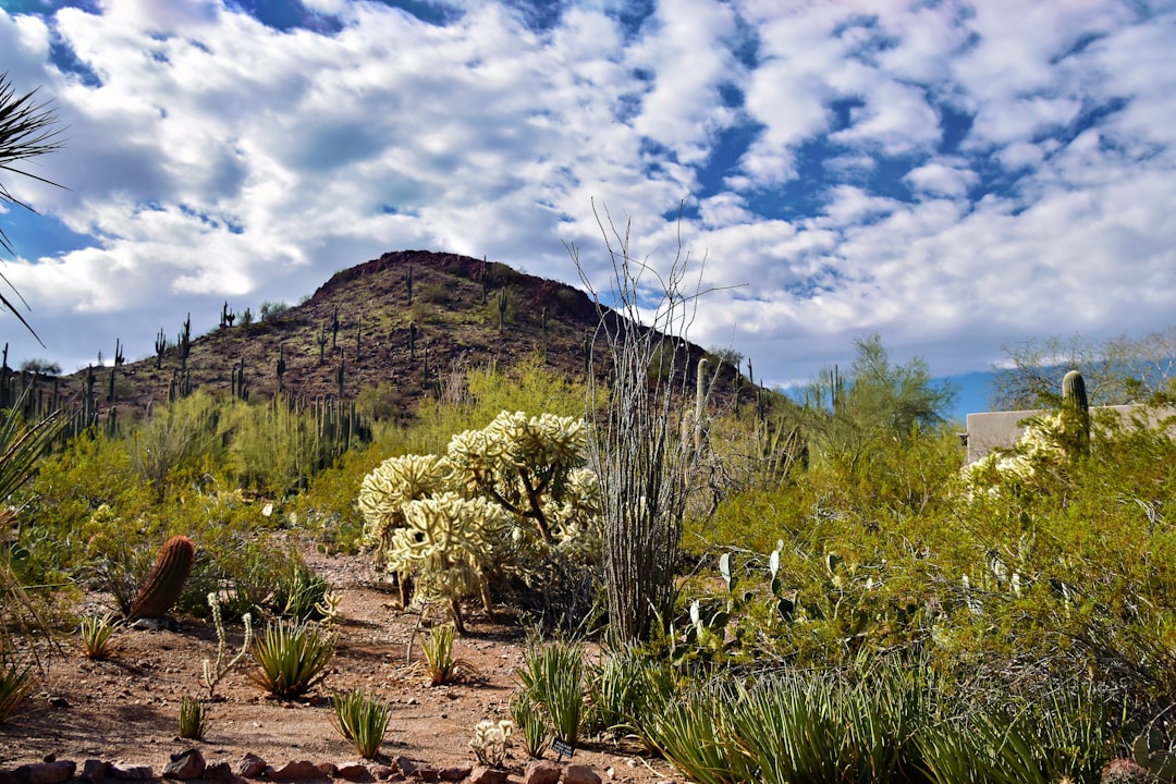 Chandler city photo — Web Tonic