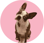 TRIXIE Graphic and Website Design Logo