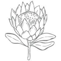 Kimberly Rensburg Photography Logo