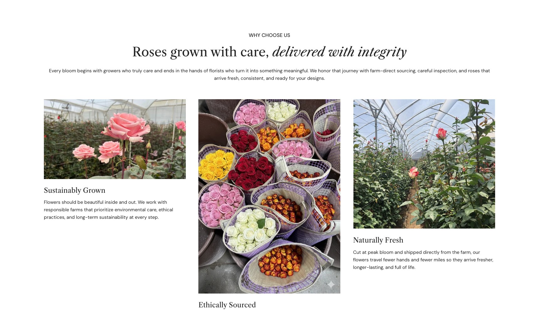 WholesaleRoses about page: roses grown with care, split into sustainably grown, ethically sourced and naturally fresh