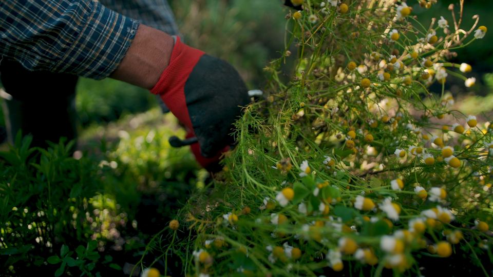 Landscaping marketing