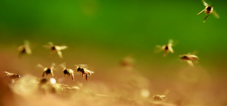 Pest Control marketing
