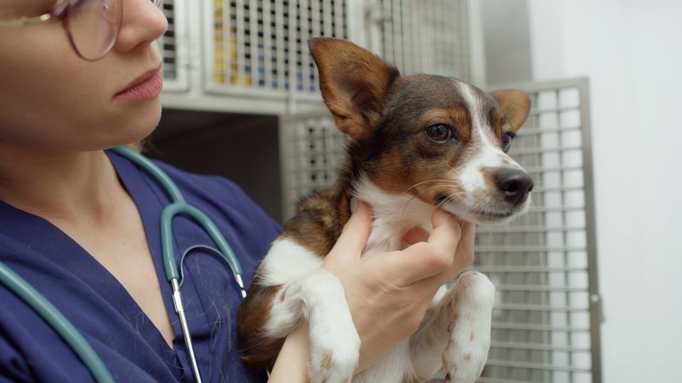Veterinary marketing