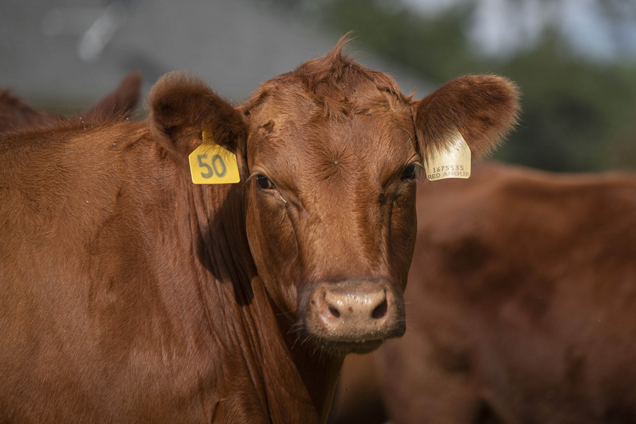 Brown and white cow with horns and ear tag standing in dry grass and brush.