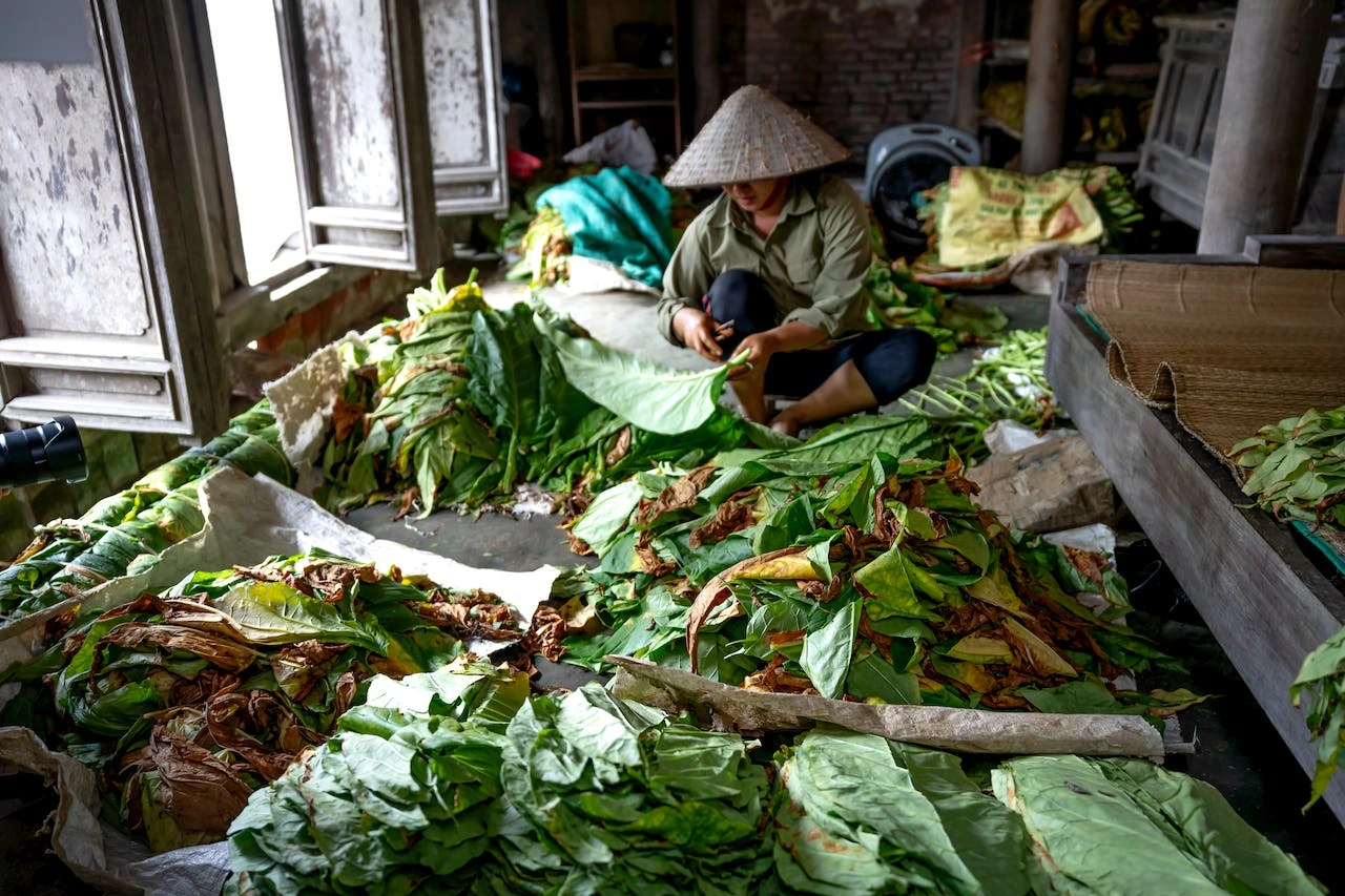 asian-woman-splitting-tobacco-leafs