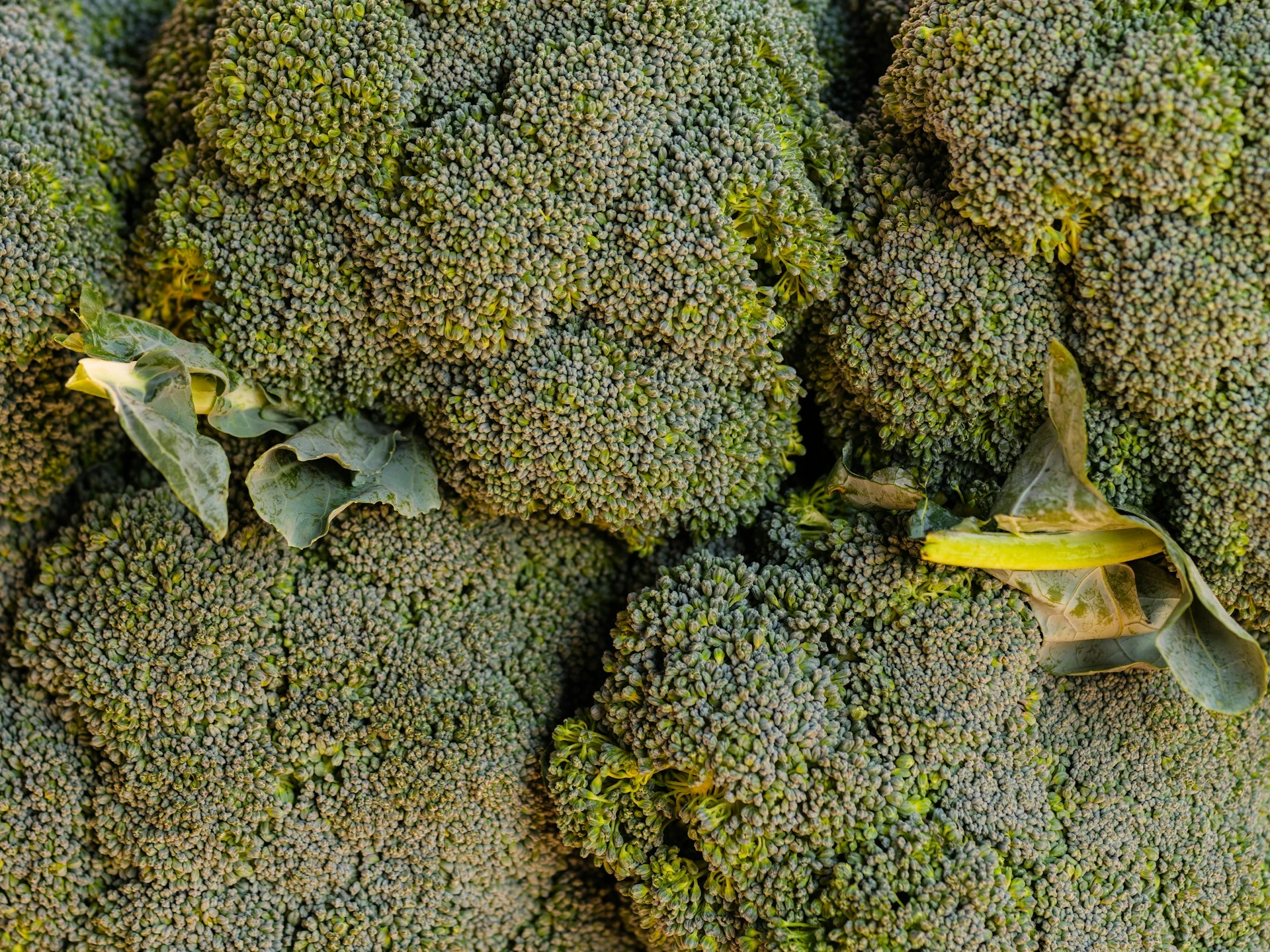 A bunch of broccoli