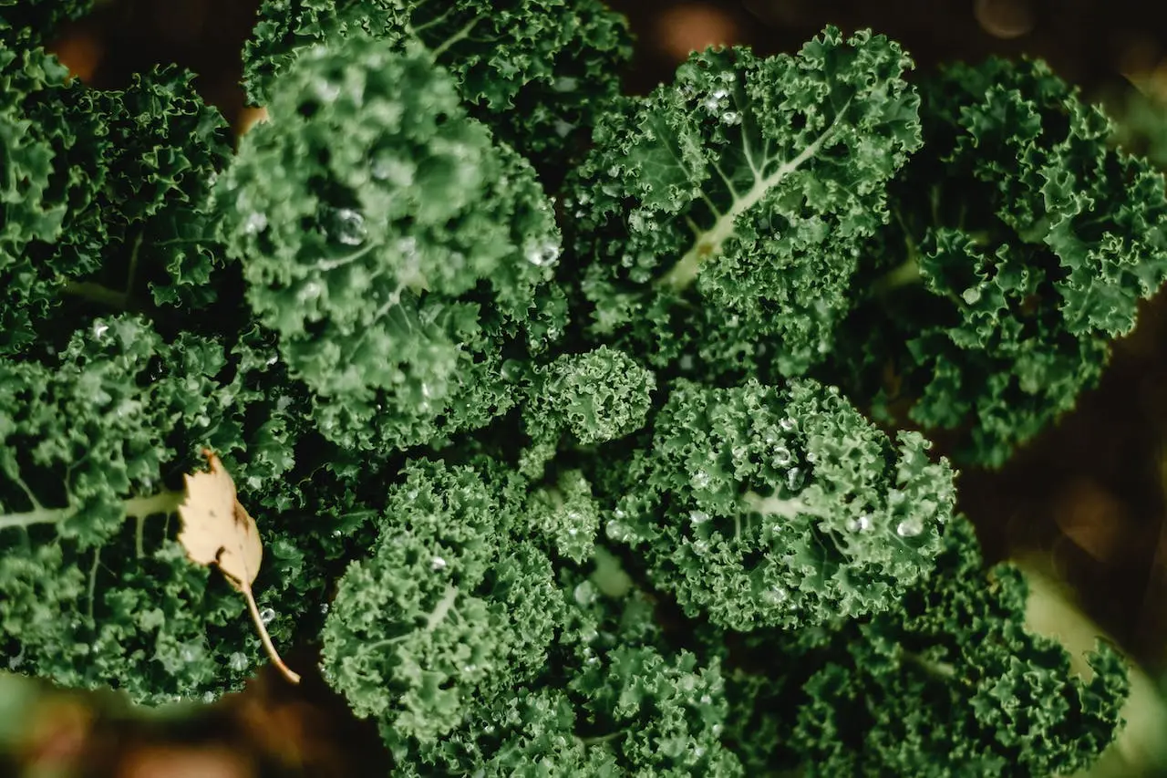 green-kale-plant-in-close-up-photography