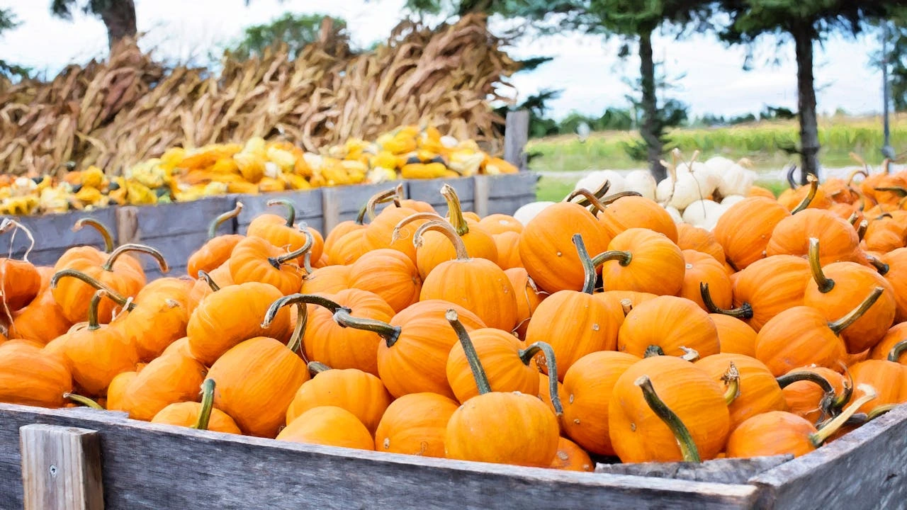 Orange pumpkins on a farmers market