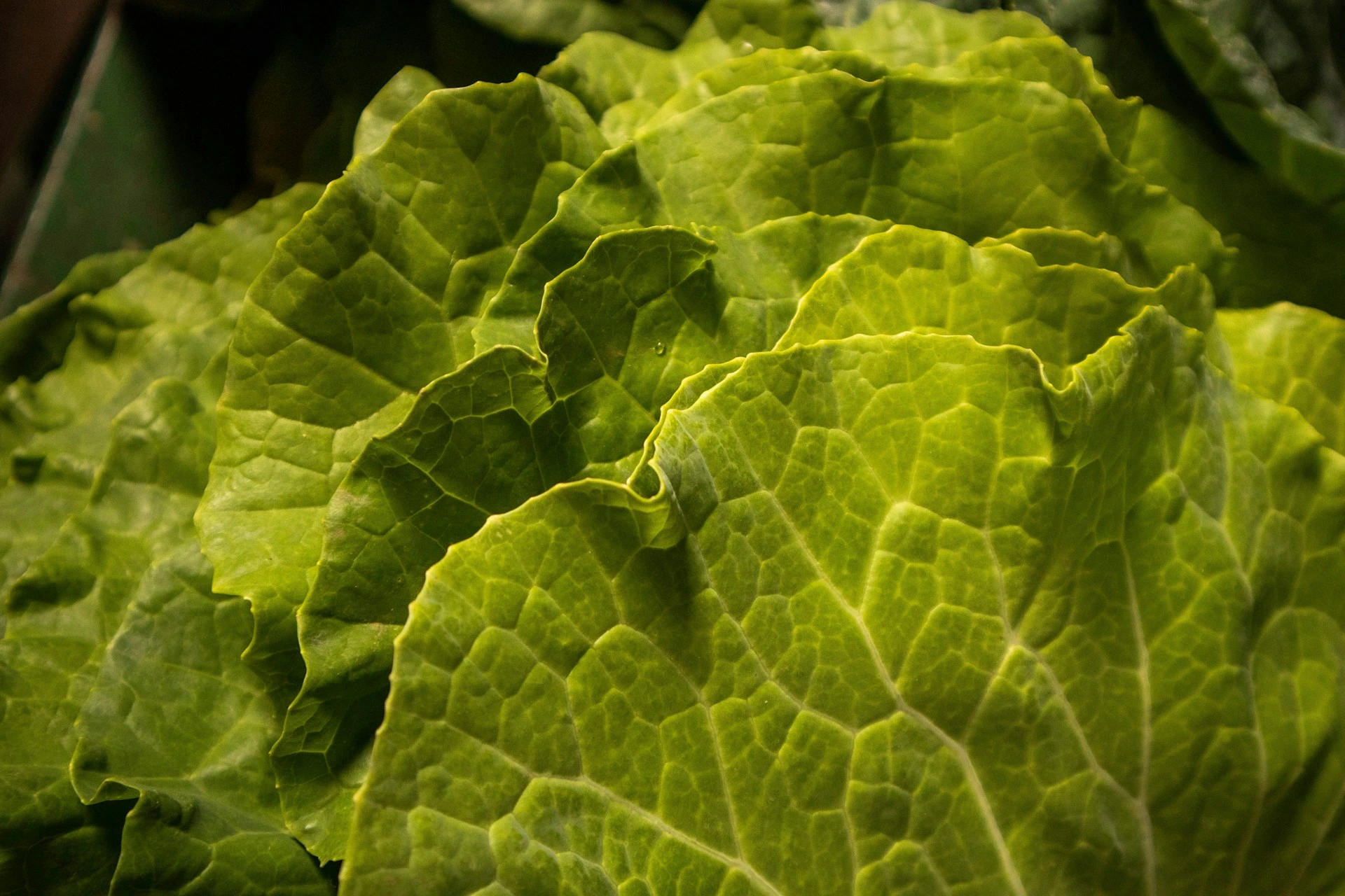 Green cabbage