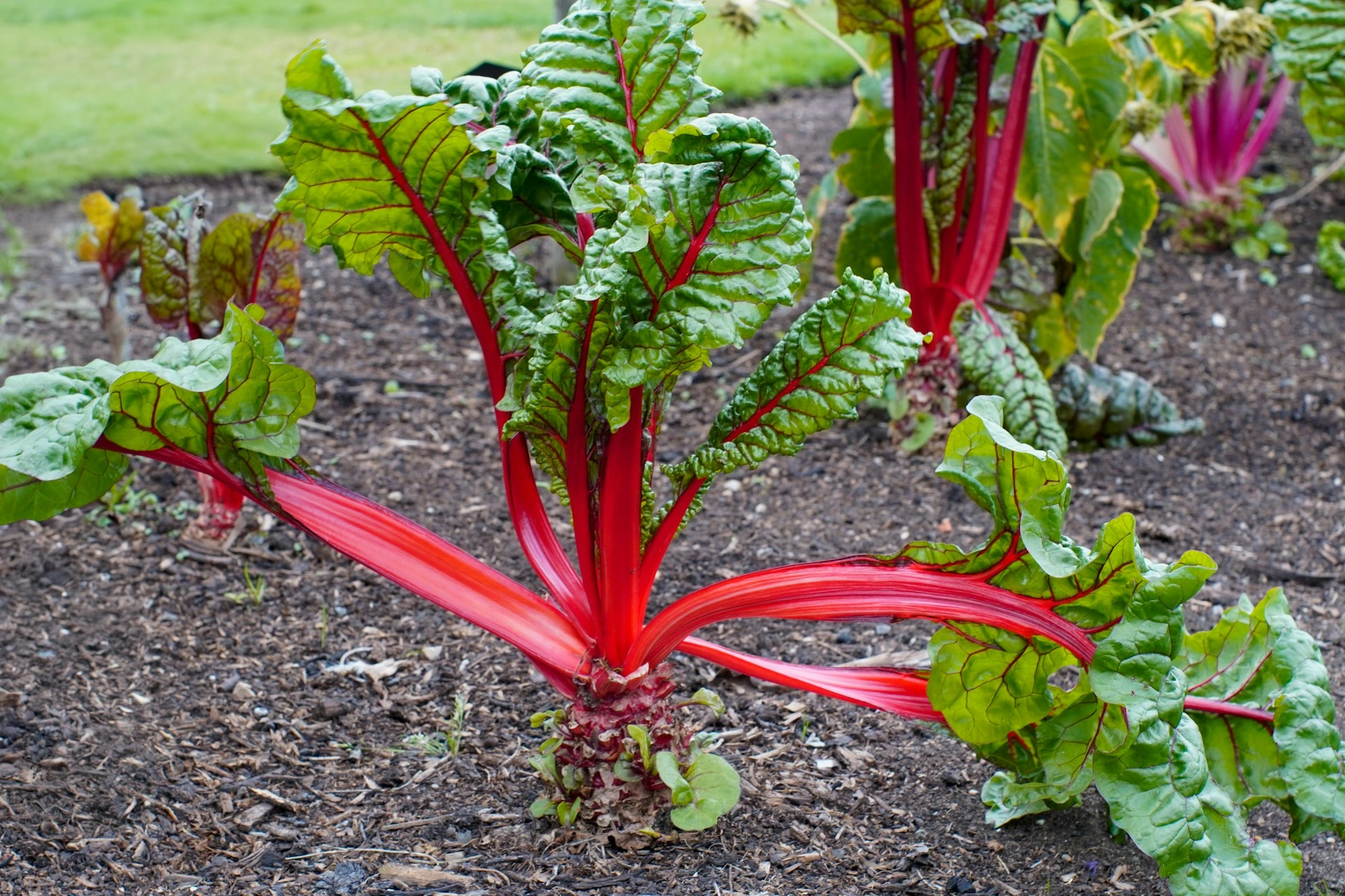 Beet greens
