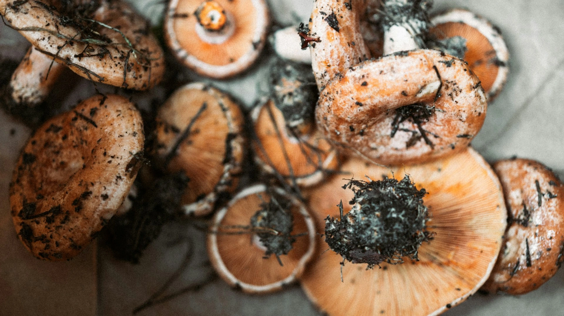 Plate of mushrooms