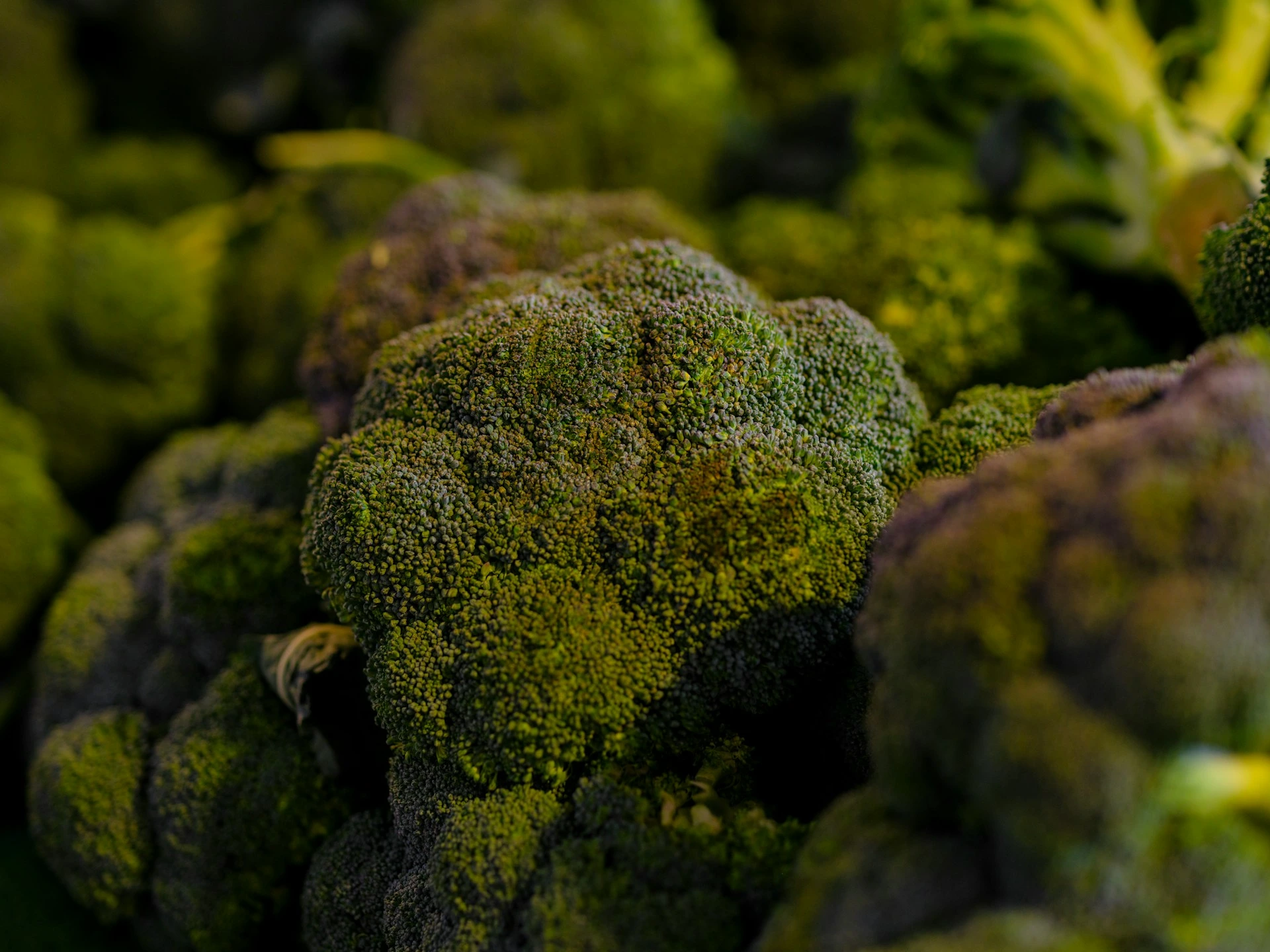 A bunch of broccoli