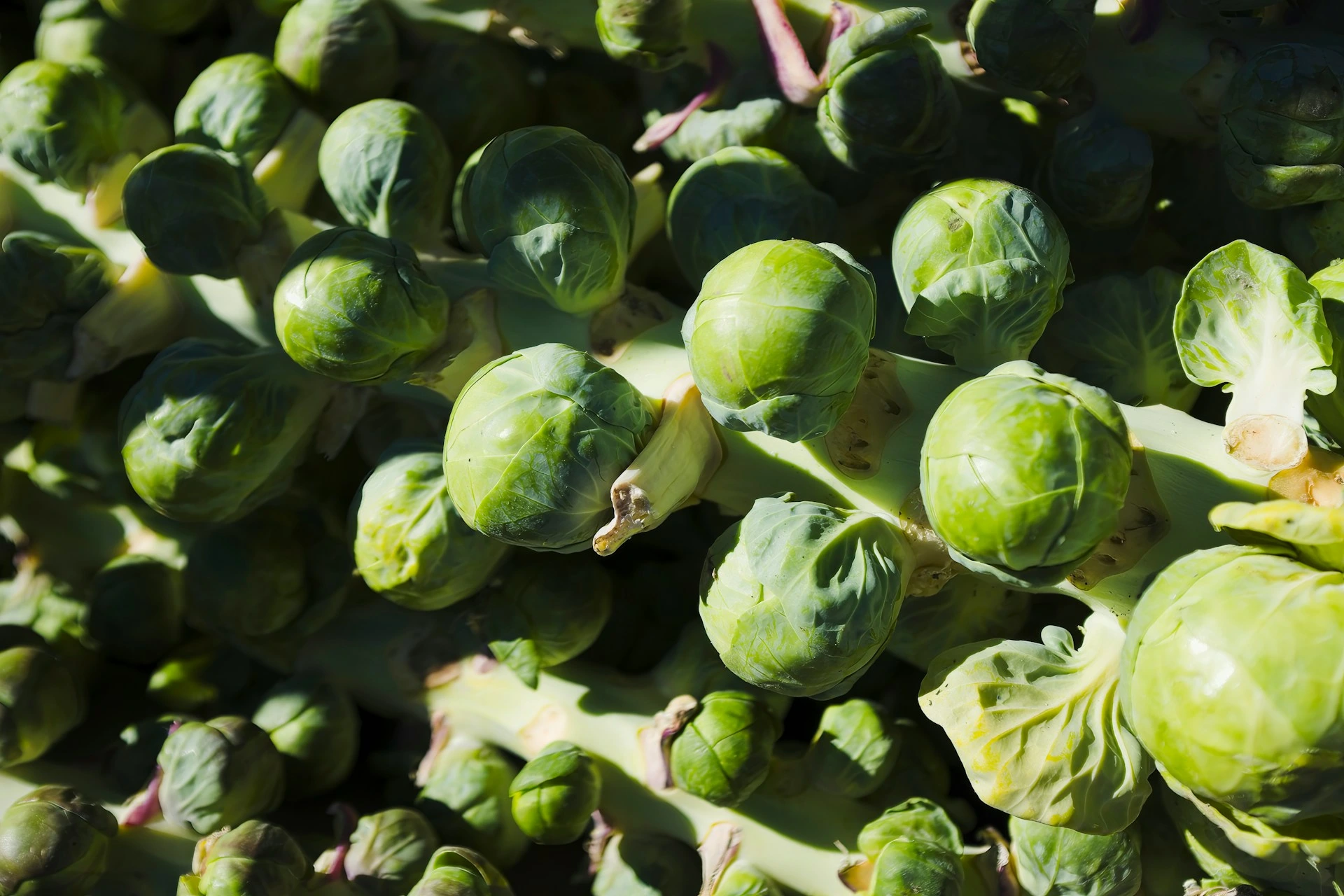 Brussel sprouts