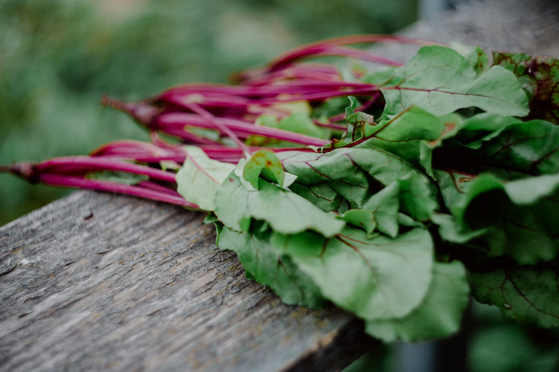 Swiss chard