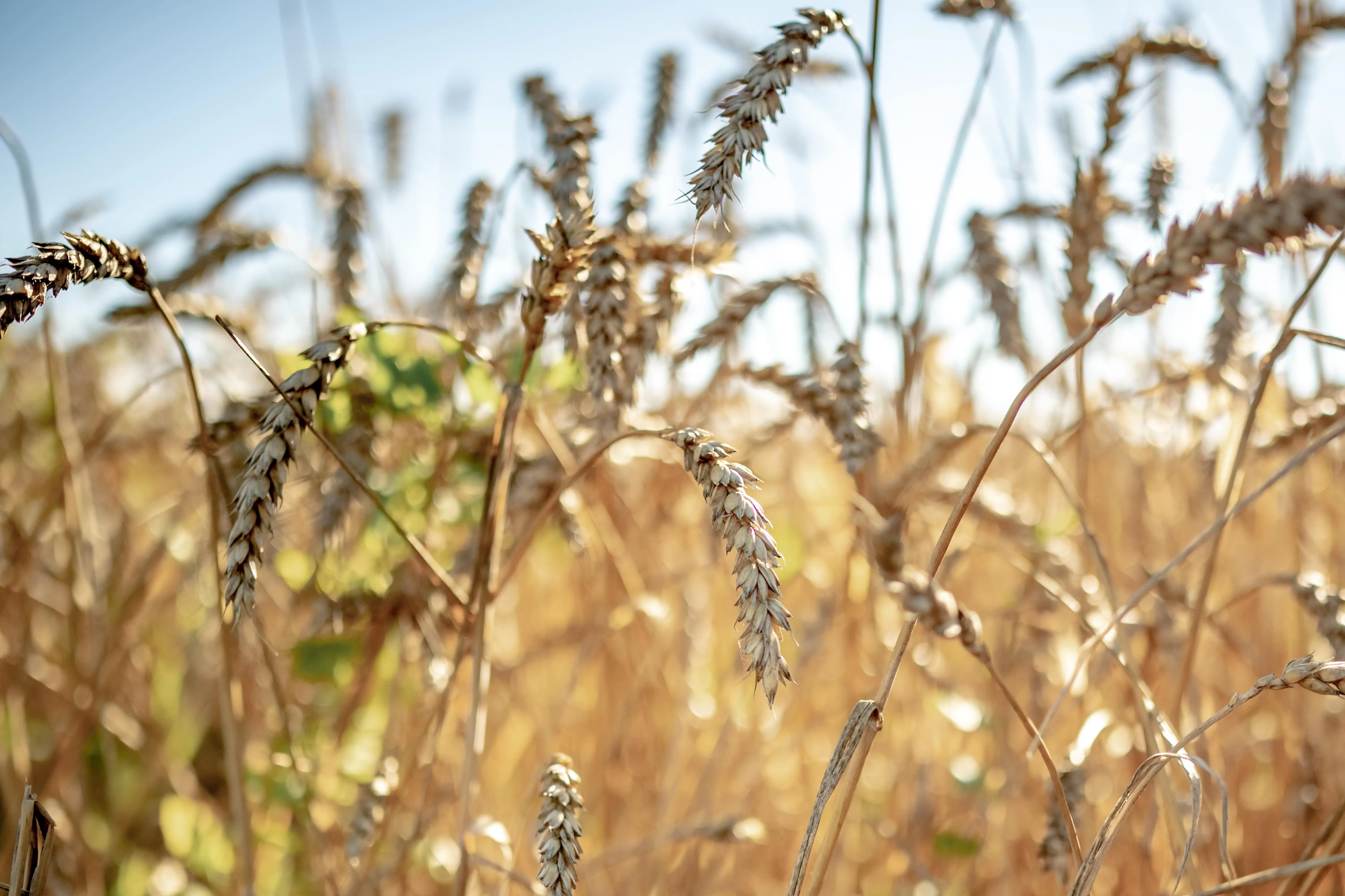 grains in a field
