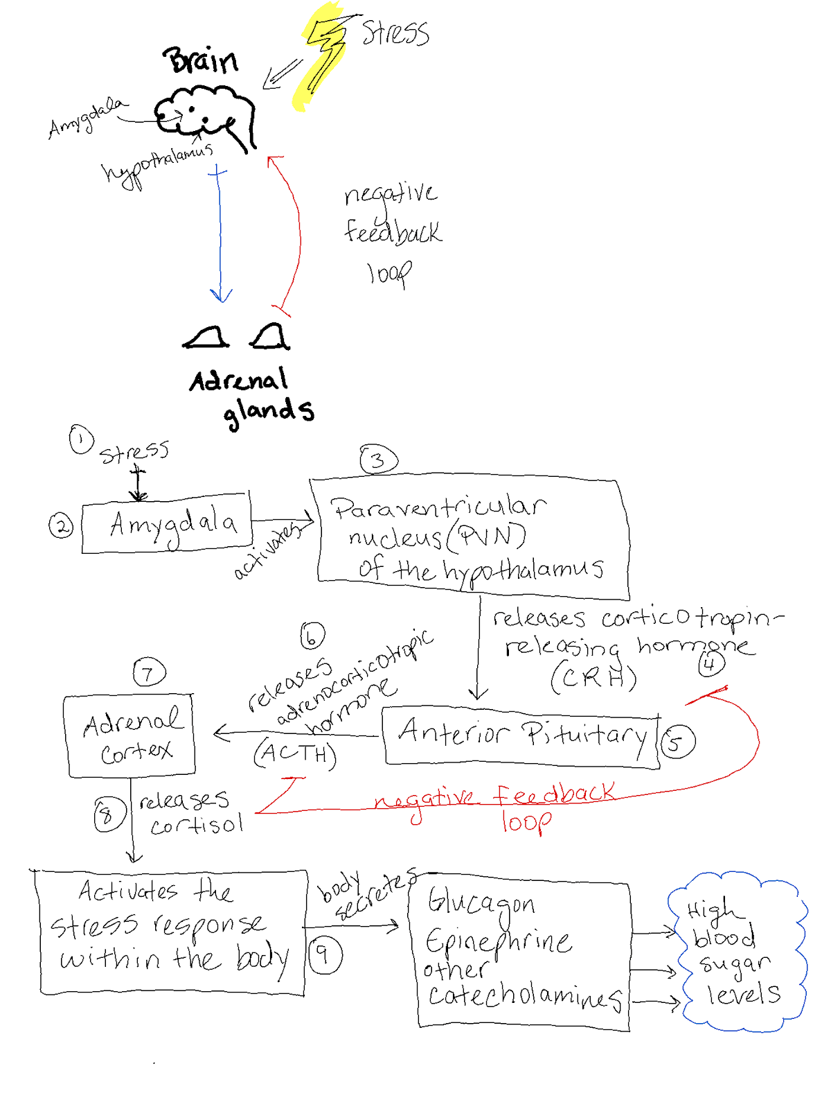 Brain stress response diagram showing hormonal and neurological pathways