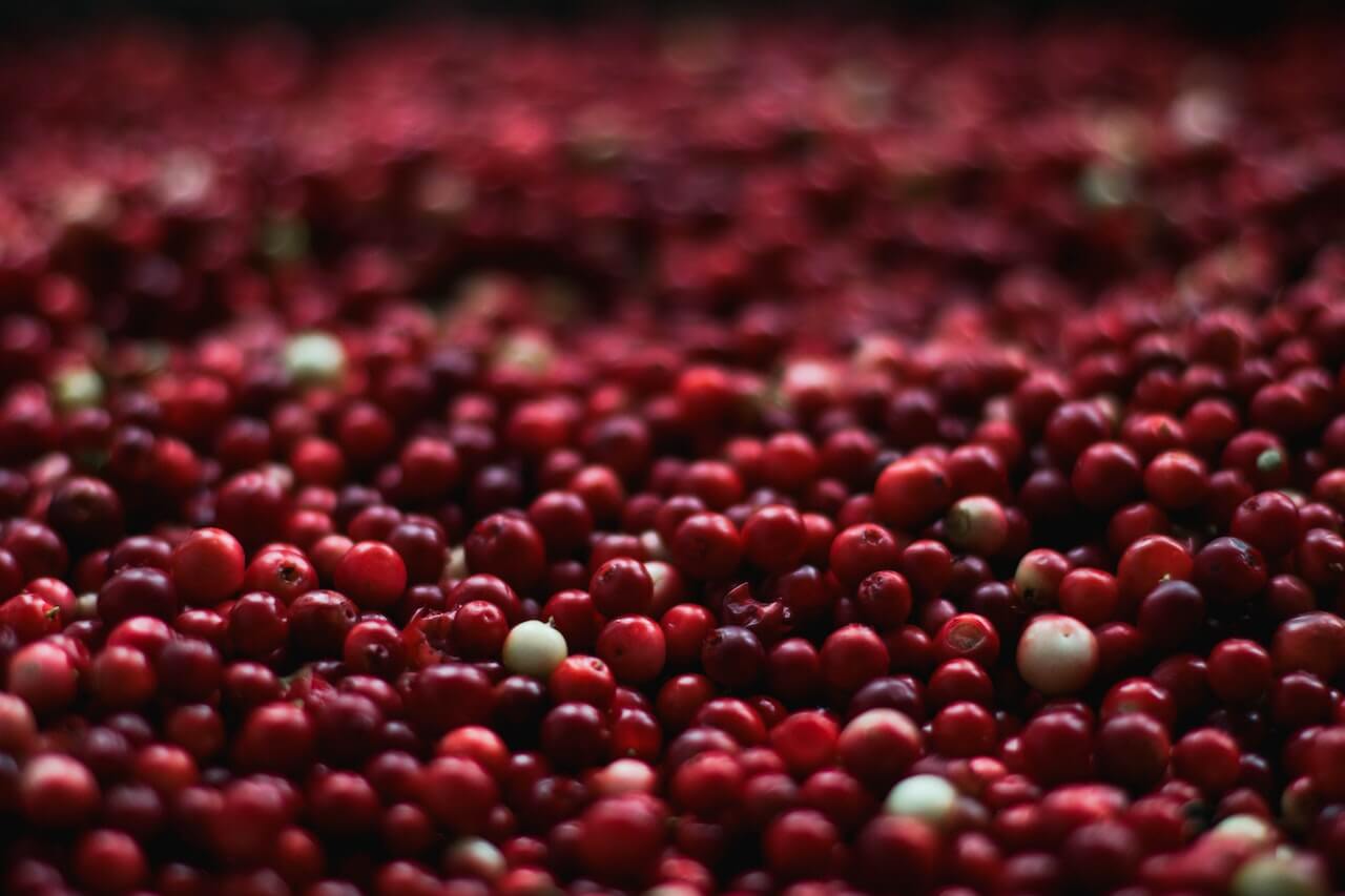 Close-up of abundant red and white berries, possibly cranberries, with shallow depth of field focus.