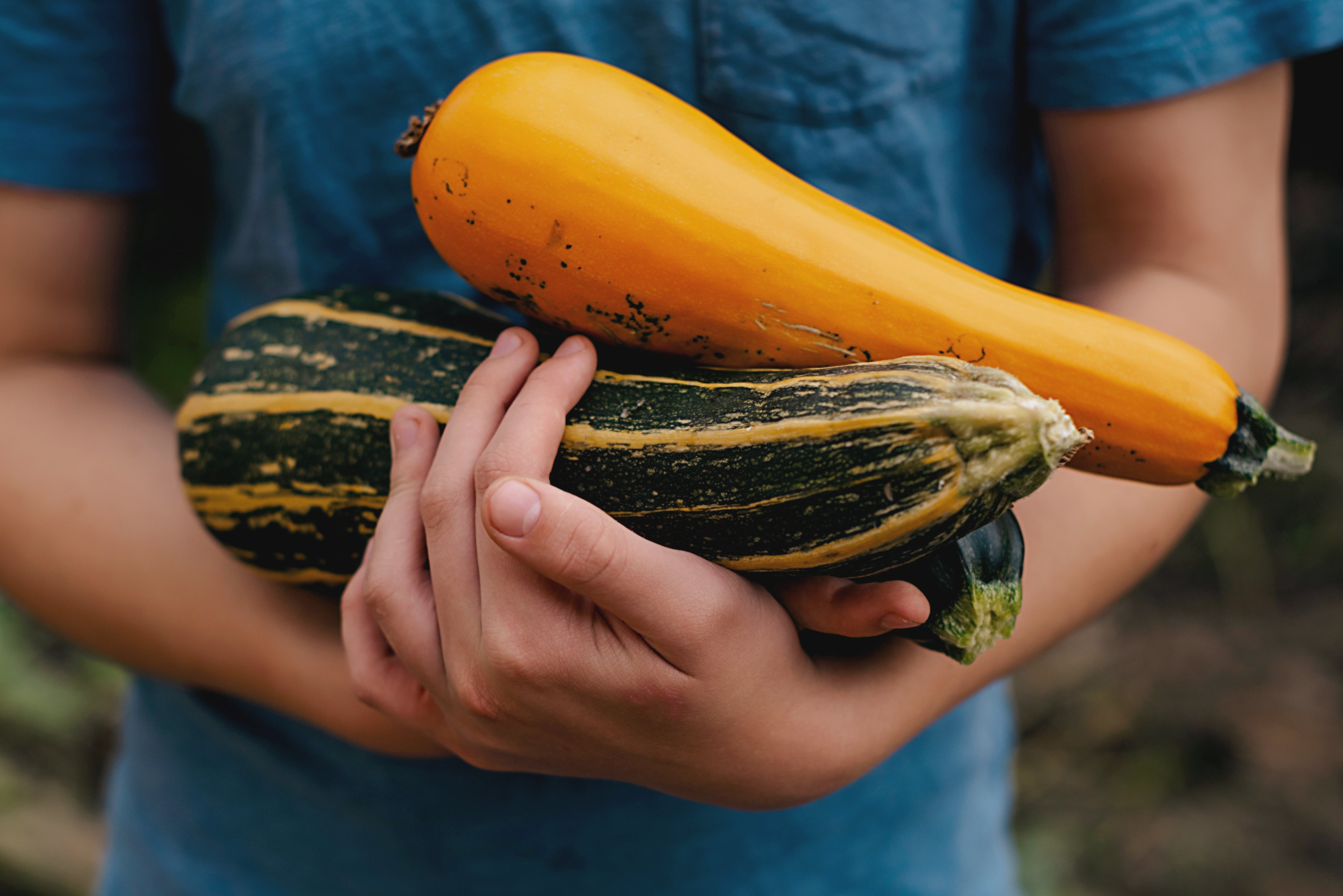 Person in blue shirt holding orange squash and striped dark zucchini