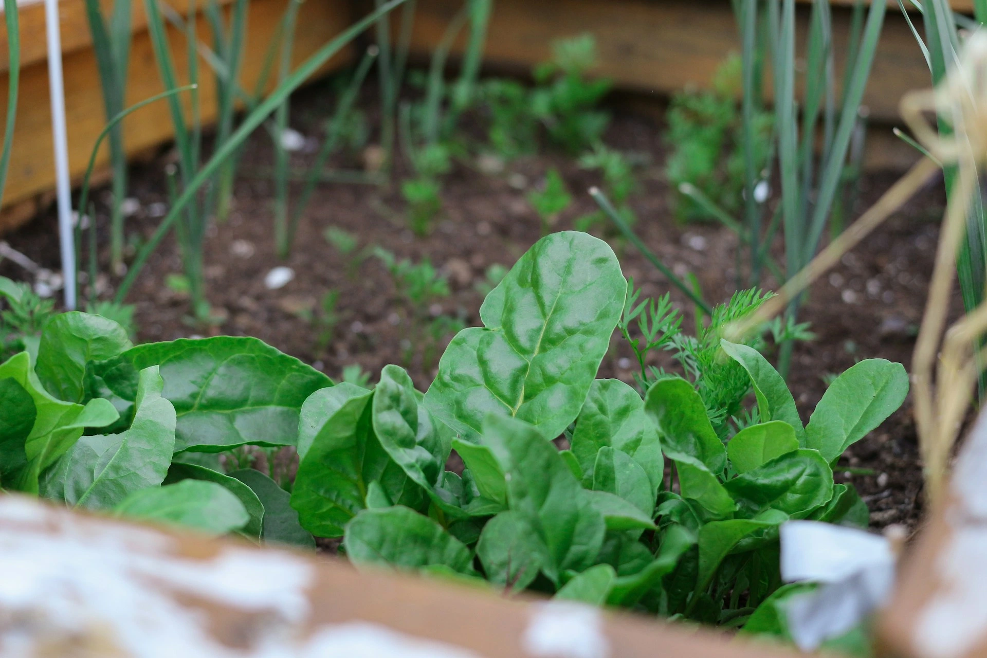 Fresh green spinach leaves growing in a garden bed with soil