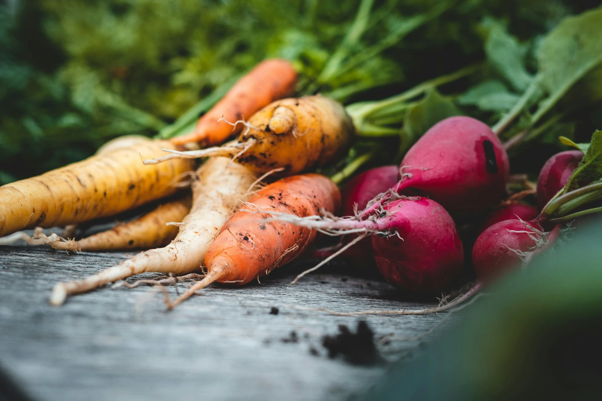 Fresh garden carrots and radishes on wooden surface with green background