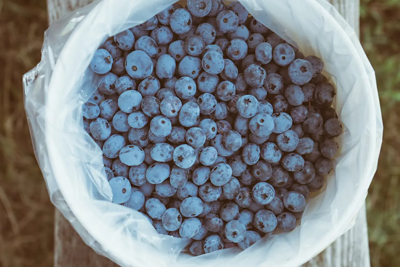 Fresh blueberries in a white bag, just picked from the garden