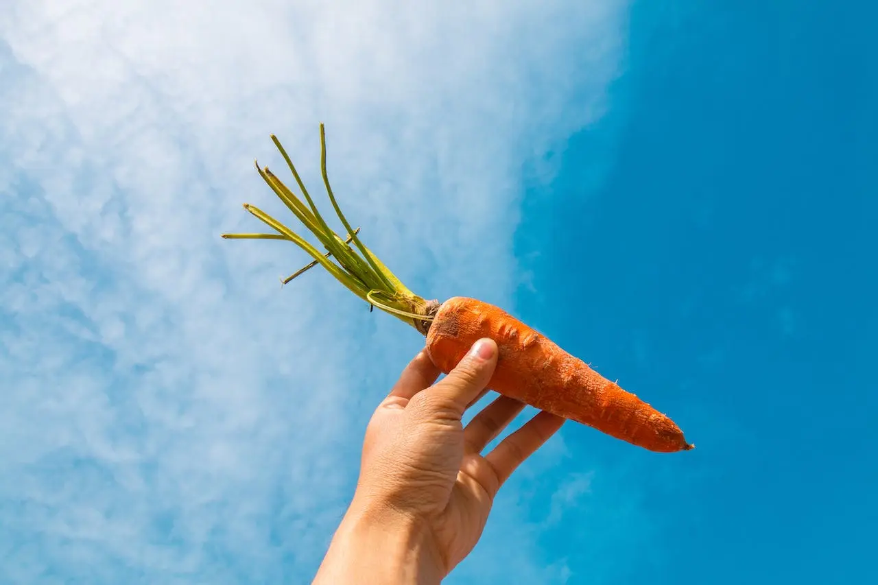 orange-carrot
