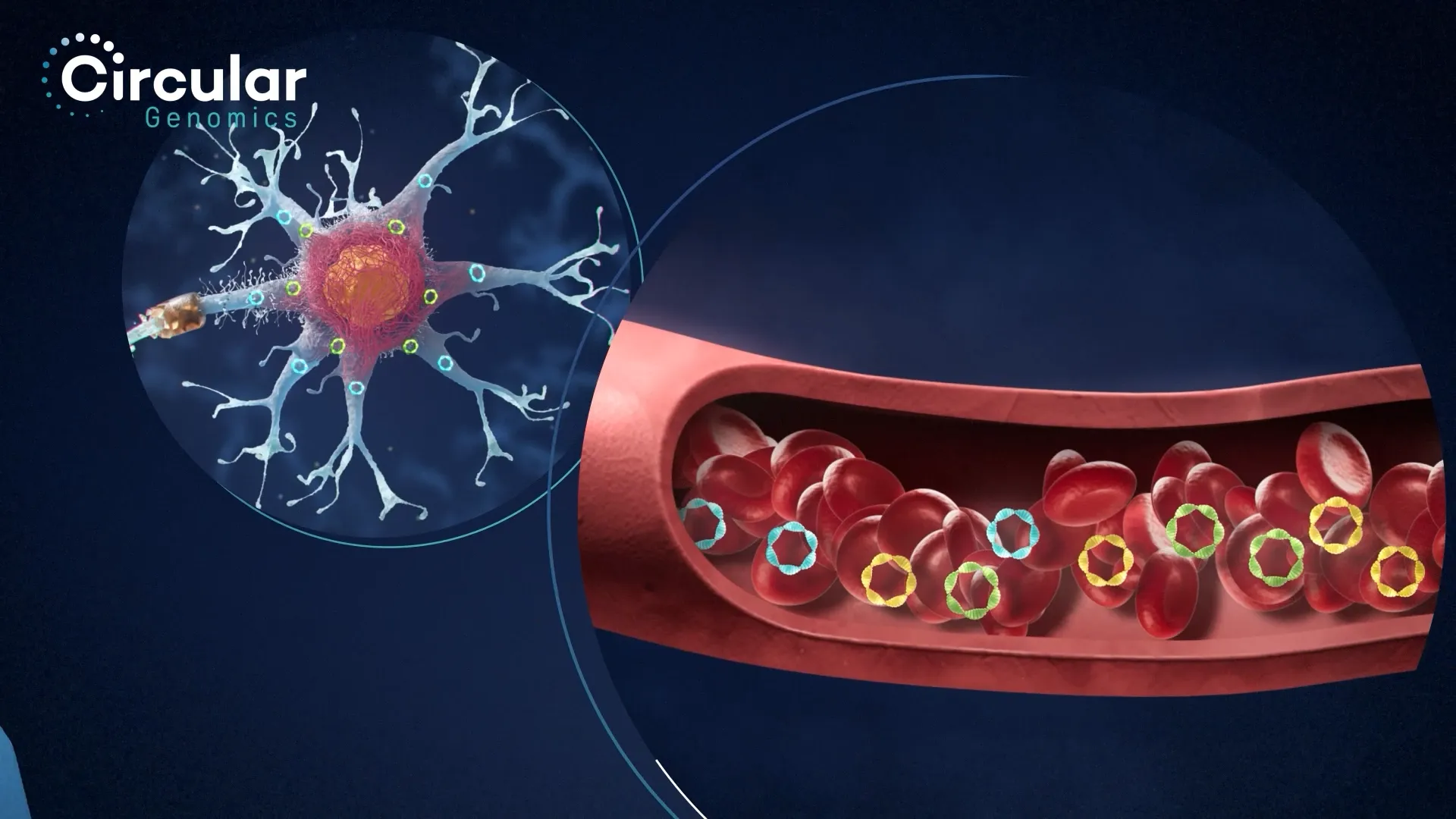 illustration of neuron with another illustration of blood flowing with circular RNA in its path