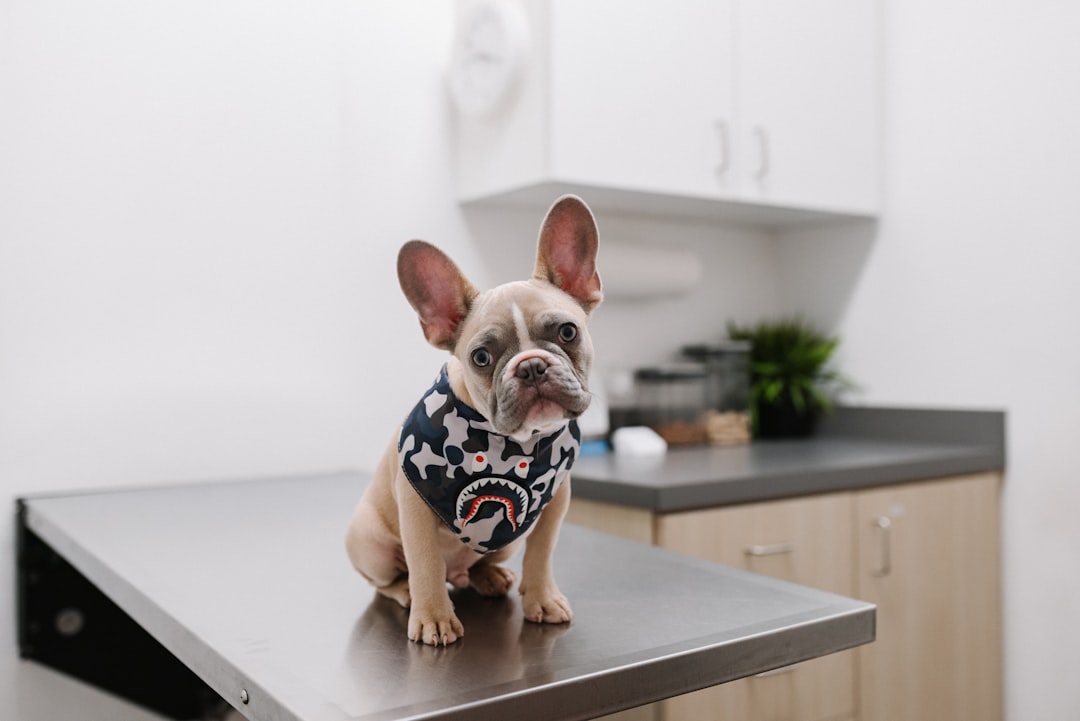 white and black short coated dog wearing white and black polka dot shirt — Photo by Karsten Winegeart on Unsplash