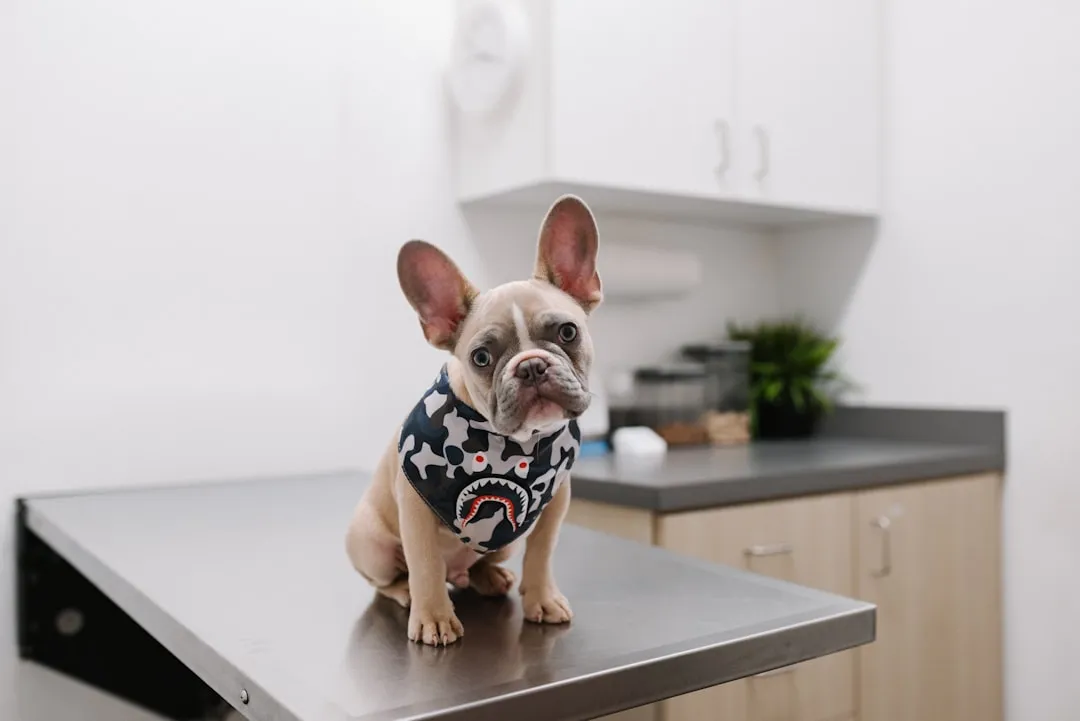 white and black short coated dog wearing white and black polka dot shirt. Photo by Karsten Winegeart on Unsplash