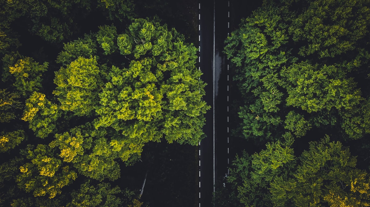 green trees on the forest during daytime — Photo by Vlad Hilitanu on Unsplash