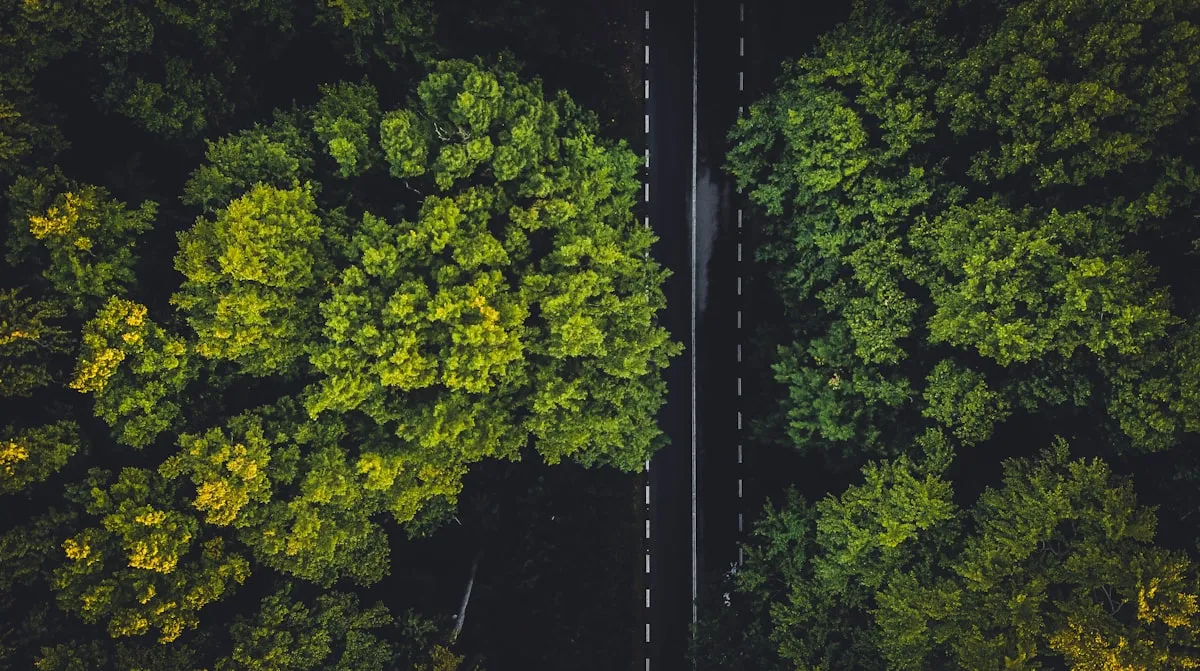 green trees on the forest during daytime. Photo by Vlad Hilitanu on Unsplash