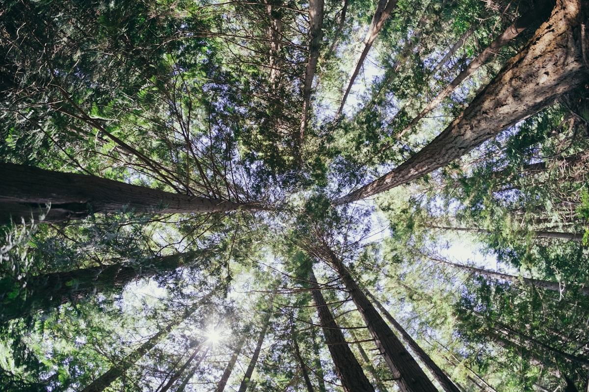 low-angle photography of trees — Photo by Paul Hanaoka on Unsplash