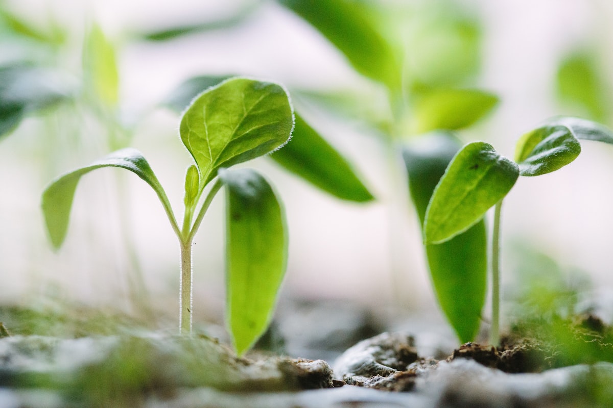 green plants on soil — Photo by Francesco Gallarotti on Unsplash