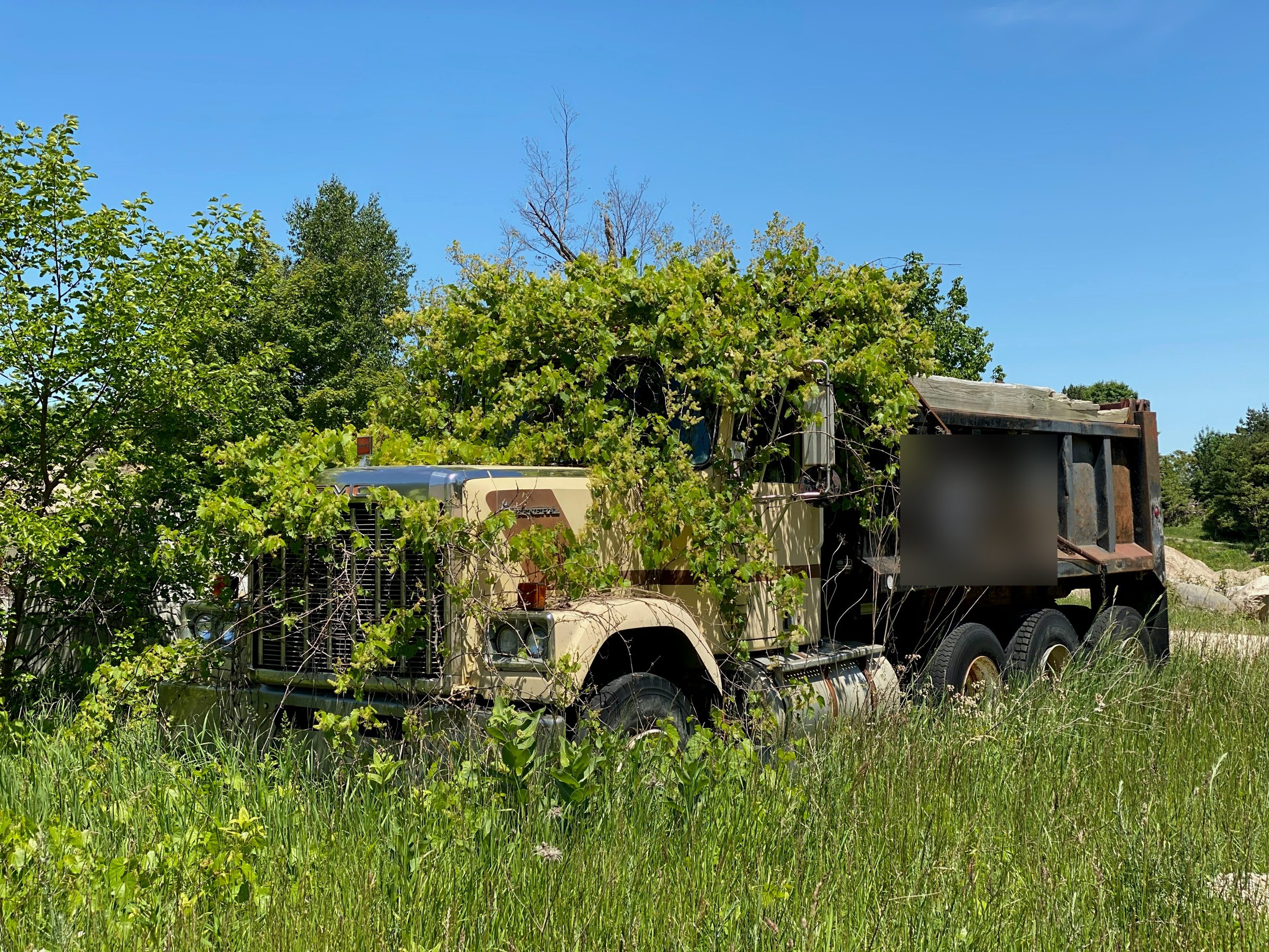 An abandoned dump truck overgrown with vines and tall grass under a blue sky
