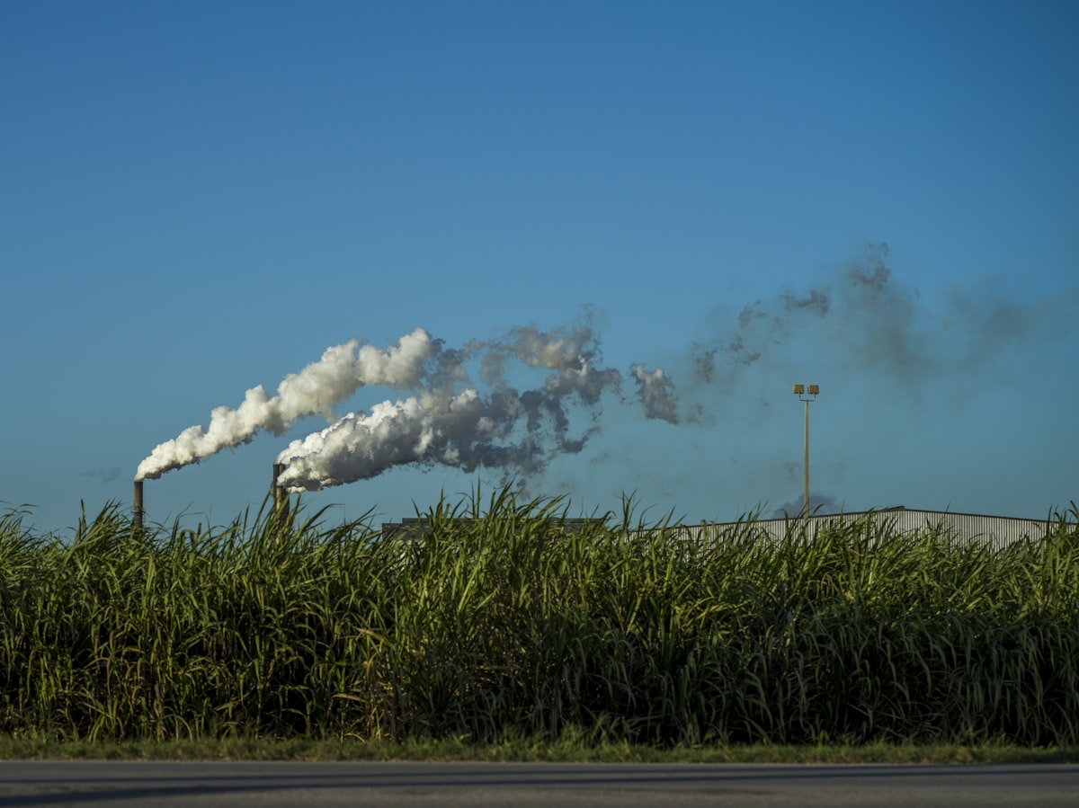 Factory chimneys emitting smoke behind tall green crops