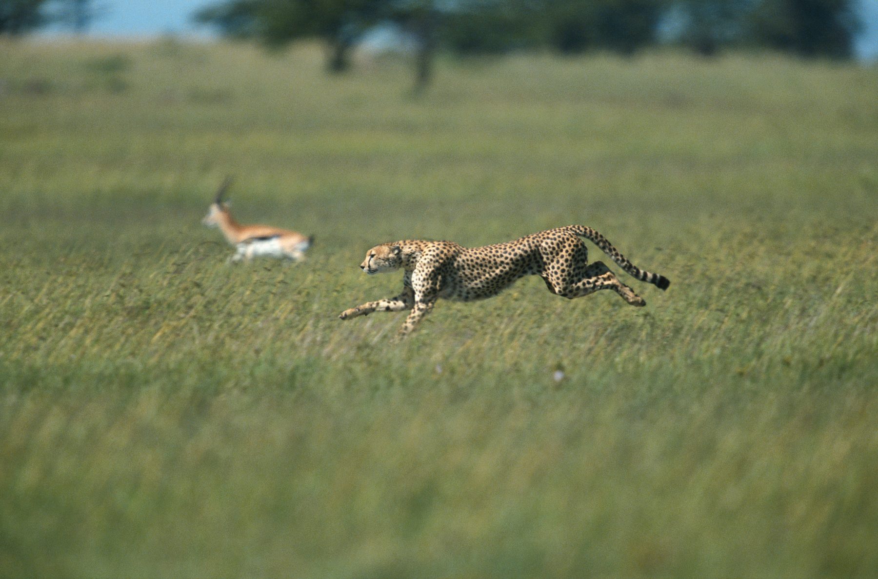 A cheetah at full stretch chasing a gazelle across open grassland