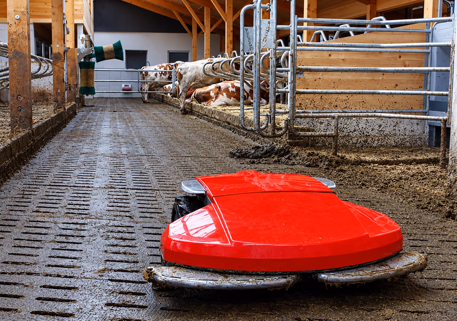 Red cleaning robot EnRo on barn floor with cows resting in stalls on the right side.