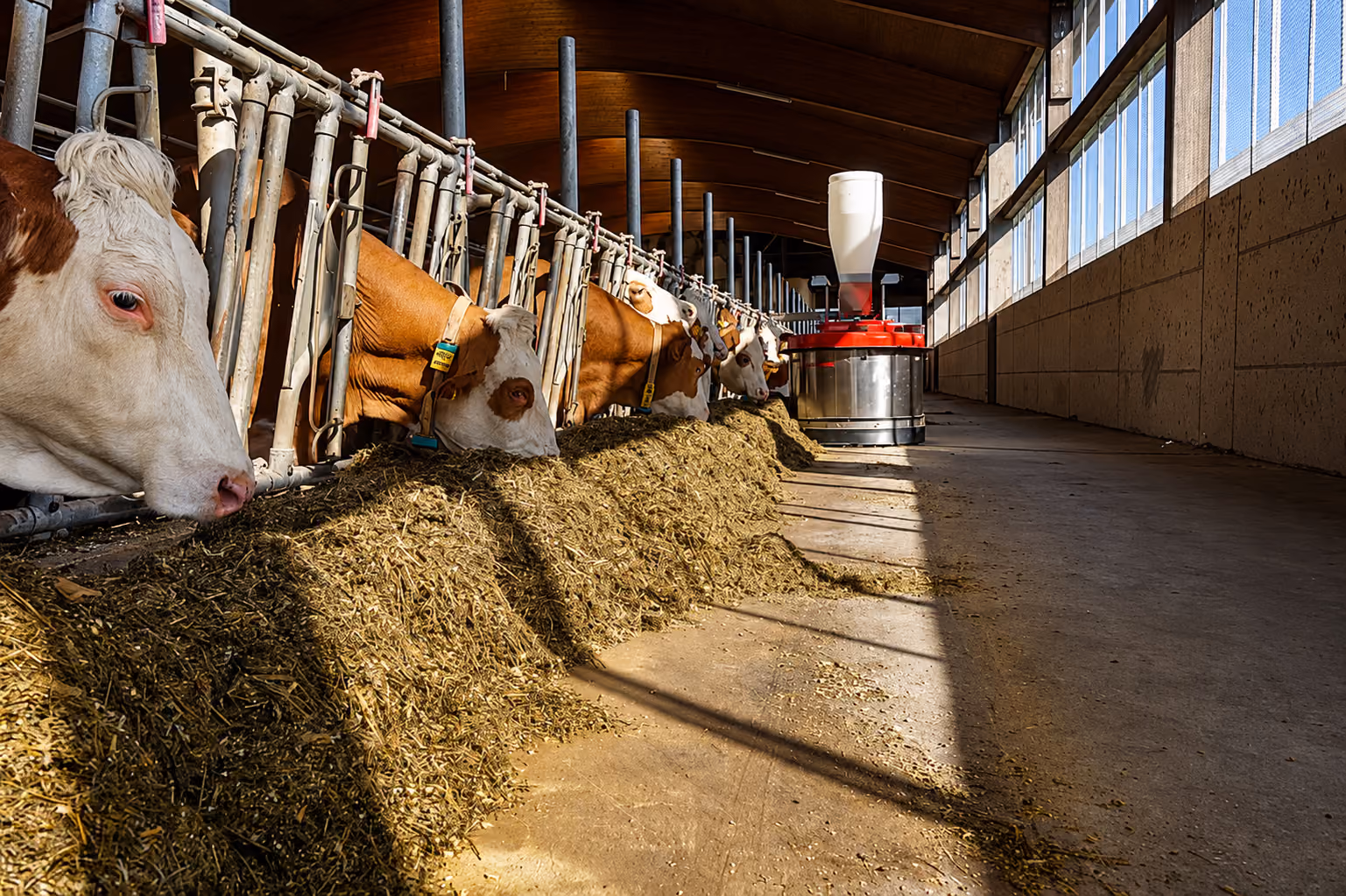 FARO feed pushing robot in a cattle barn