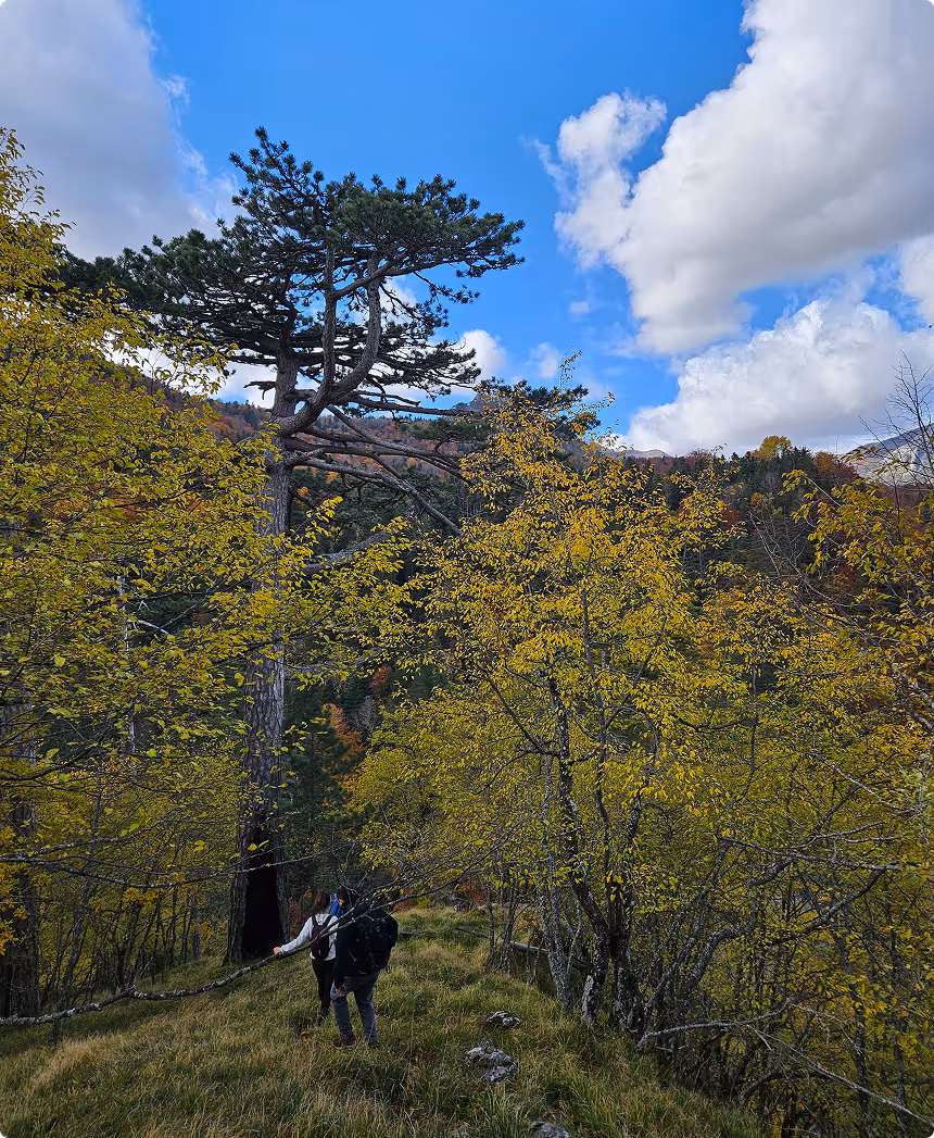 Group of hikers on trail through Perucica primeval forest in autumn