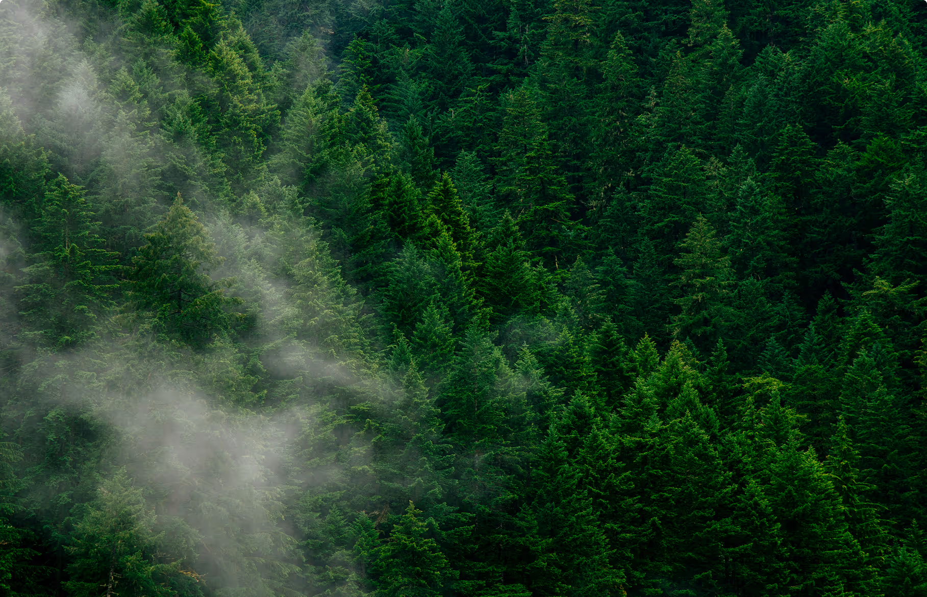 Green Bosnian forest with mist rising above the trees