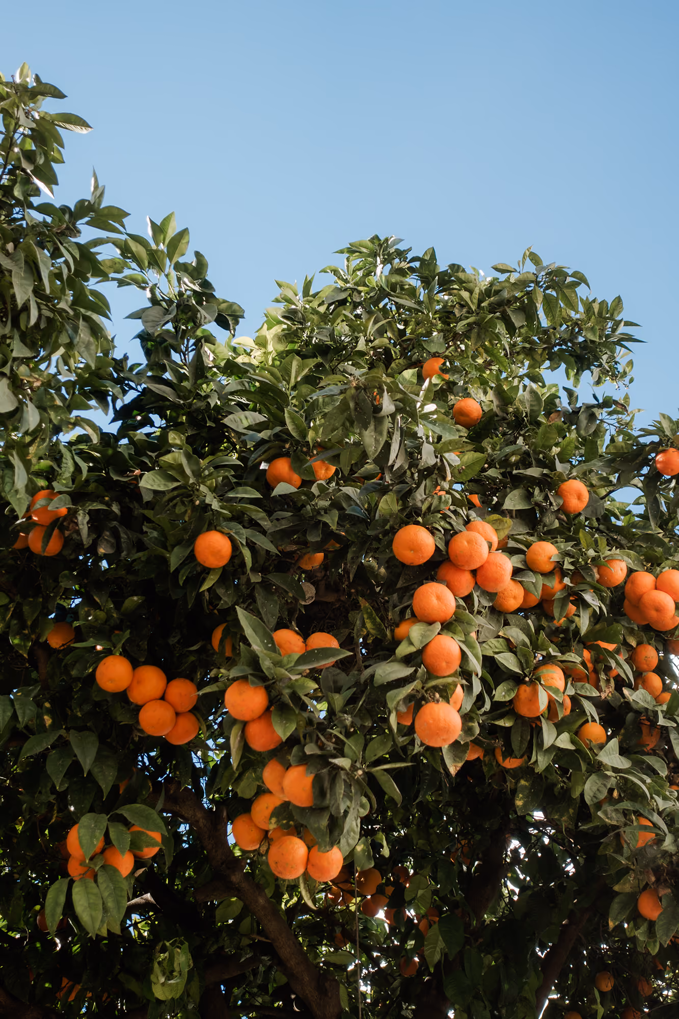 Drevo pomaranče z mnogimi zrelimi oranžnimi sadeži in zelenimi listi pod modrim nebom.