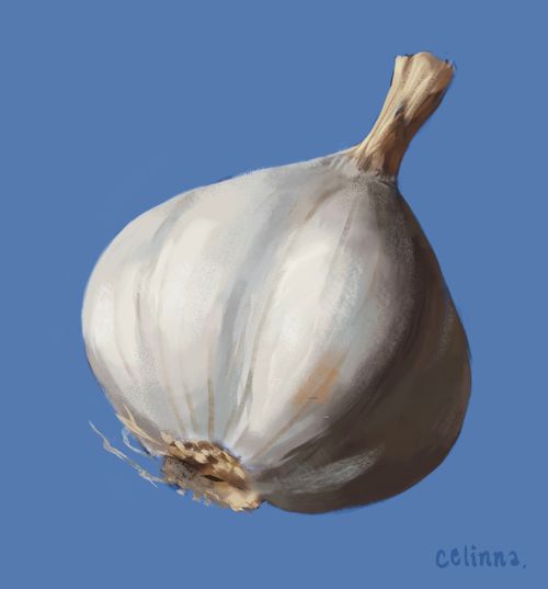 digital art study of whole garlic on a blue background by celinna.art using traditional atelier oil painting techniques