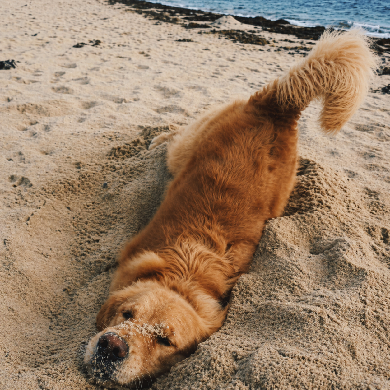 Golden retriever lying face down and partially buried in sand on a beach near the ocean.